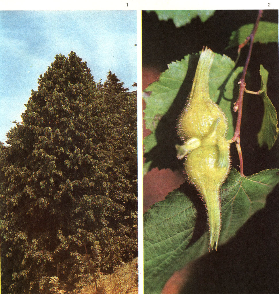 Таблица 45. Орешник, или лещина, в Батумском ботаническом саду: 1 - общий вид лещины медвежьей (Corylus columa); 2 - плоды лещины рогатой (С. cornuta)