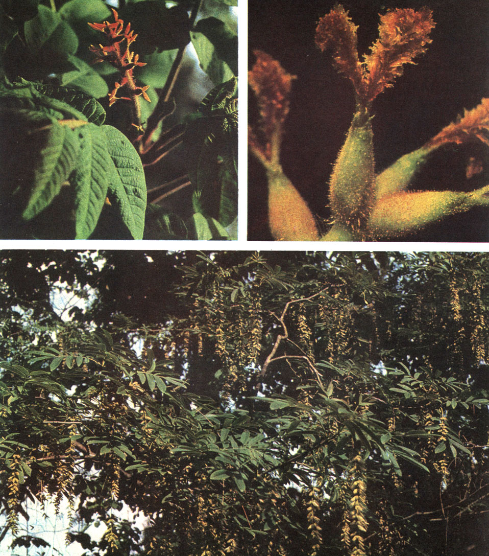 Таблица 47. Ореховые: вверху - орех айлантолистный (Juglans ailanthifolia) в Сухумском ботаническом саду, слева - побег с женской сережкой, справа - женский цветок; внизу - птерокария узкокрылая (Pterocarya stenoptera), часть кроны со свисающими длинными соцветиями, Батумскии ботанический сад