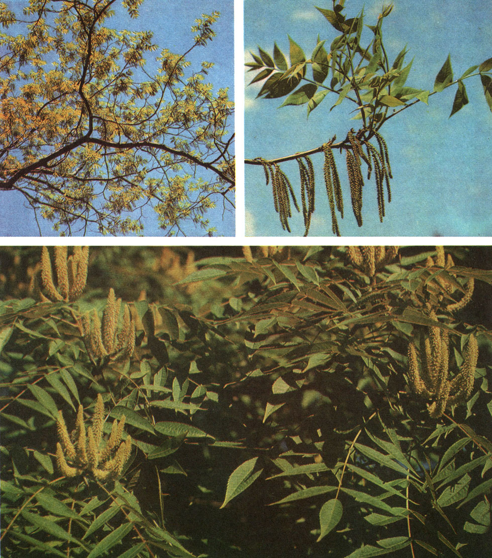 Таблица 48. Ореховые в Батумском ботаническом саду: вверху слева - ветвь пекана (Сагуa illinoensis); вверху справа - побег той же ветви с мужскими соцветиями; внизу - платикария шишконосная (Platycarya strobilacea)