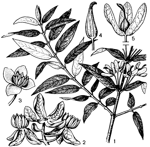 Рис. 150. Барбея маслиновидная (Barbeya oleoides): 1 - плодоносящая ветка; 2 - мужское соцветие (трехцветковый дихазий); 3 - мужской цветок; 4 - женский цветок; 5 - плод, окруженный разросшимися чашелистиками