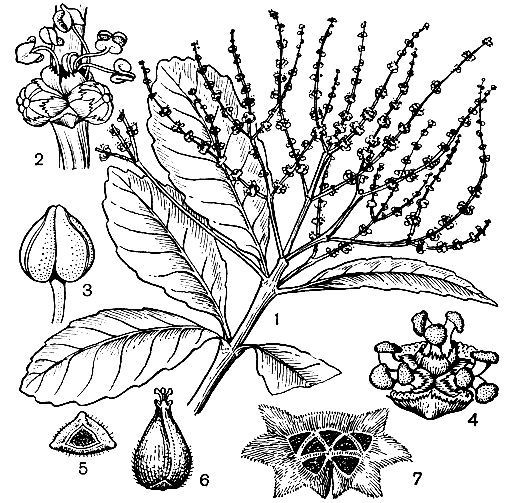 Рис. 155. Тригонобаланус мутовчатый (Trigonobalanus verticillata): 1 - побег с мужскими соцветиями; 2 - мужской дихазий; 3 - тычинка; 4 - женский дихазий; 5 - 6 - плод (вид снизу и сбоку); 7 - плюска с рубцами от 7 орехов