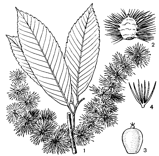 Рис. 156. Кастанопсис хобойский (Castanopsis choboensis): 1 - часть побега с плодами; 2 - плюска; 3 - орех; 4 - шип плюски