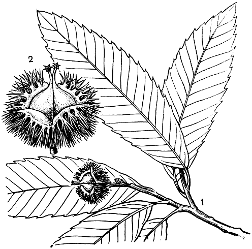 Рис. 158. Каштан зубчатый (Castanea dentata): 1 - побег с плодами; 2 - плюска с орехами