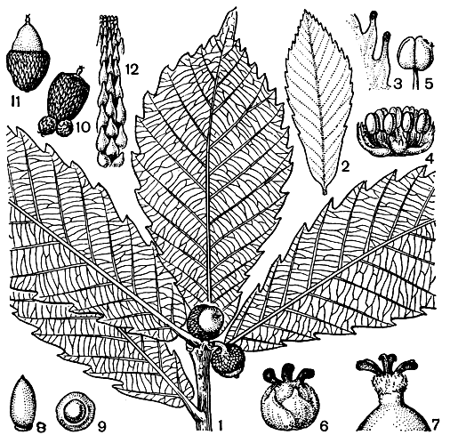 Рис. 160. Дуб Гриффита (Quercus griffithii): 1 - побег с плодами; 2 - молодой лист; 3 - край листа; 4 - мужской цветок; 5 - пыльник; 6 - женский цветок; 7 - верхушка завязи со столбиком; 8 - 9 - желуди; 10 - 11 - желуди с плюской; 12 - чешуи плюски