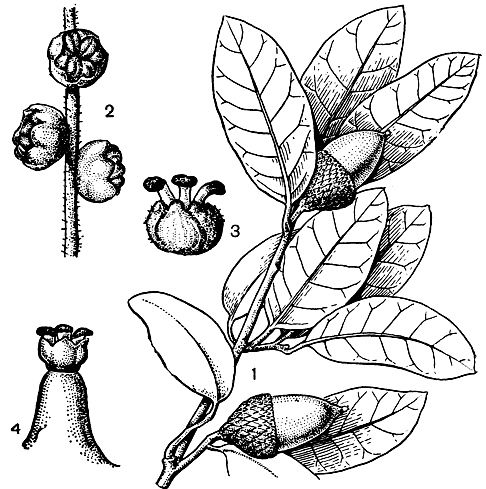 Рис. 161. Дуб вирджинский (Quercus virginiana): 1 - побег с желудями; 2 - мужские цветки; 3 - женский цветок; 4 - верхушка завязи с периантоподиумом