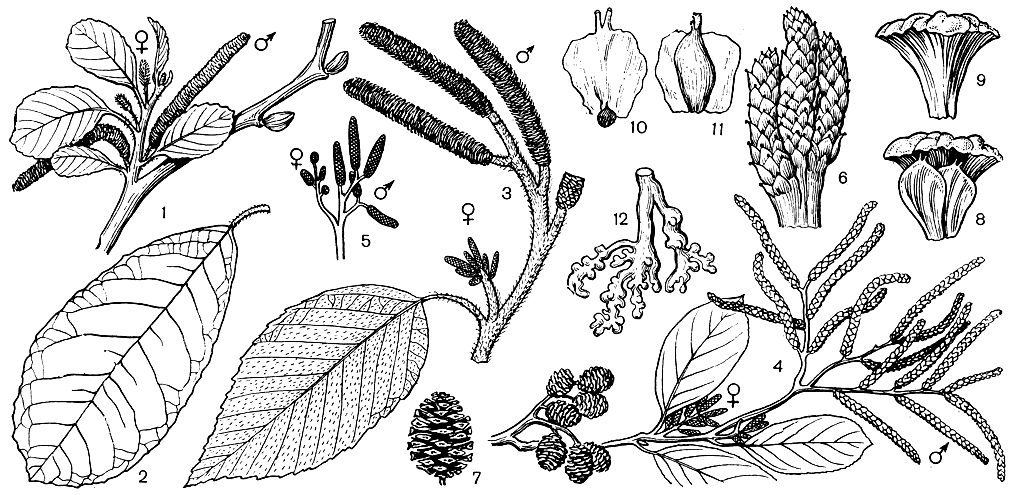 Рис. 163. Березовые: 1 - 2 - цветущий побег (I) и лист (2) ольхи Фернанда - Кобурга (Alnus fernandiicoburgii); 3 - побег ольхи заостренной (А. acutissima) во время цветения; 4 - цветущая ветвь ольхи непальской (A. nepalensis ) с соплодием; 5 - нецветущее сложное обоеполое соцветие ольхи серой (A. incana); 6 - молодые женские сережки ольхи кустарниковой (A. fruticosa), вынутые из почки; 7 - соплодие 'шишечка' ольхи серой; 8 - женский дихазий ольхи - чешуя с двумя плодами; 9 - массивная, плотная чешуя 'шишечки' ольхи; 10 - плод ольхи подрода ольха; 11 - плод ольхи подрода ольховник с нежными полупрозрачными крыльями; 12 - корень ольхи серой