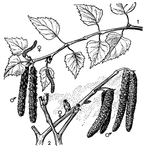 Рис. 164. Цветущие побеги березовых: 1 - береза бородавчатая (Betula pendula); 2 - лещина обыкновенная (Corylus avellana)