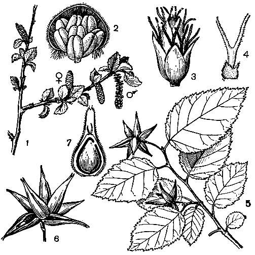 Рис. 168. Остриопсис благородный (Ostryopsis nobilis): 1 - цветущая ветвь; 2 - мужской дихазий в пазухе чешуи; 3	- цветущий женский дихазий с выступающими рыльцами; 4	- женский цветок во время цветения; 5 - ветвь со зрелыми соплодиями; 6 - зрелые плоды в обвертках (часть обверток продольно растрескивается); 7 - продольный разрез зрелого плода и обвертки
