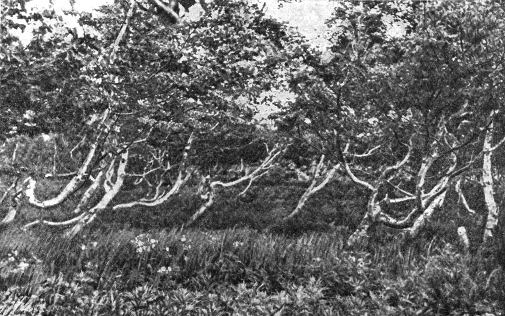 Рис. 170. Береза Эрлмана (Betula ermanii) на Камчатке