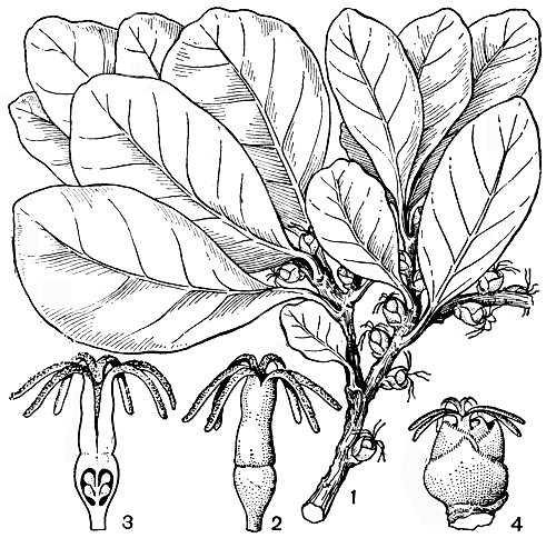 Рис. 172. Баланопс редкоцветковый (Balanops sparsiflora): 1 - побег с женскими цветками; 2 - 3 - завязь; 4 - женский цветок с прицветными листьями