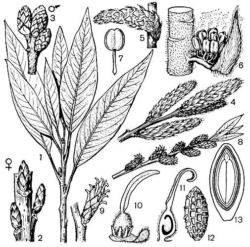Рис. 173. Лейтнерия флоридская (Leitneria floridana): 1	- ветвь с листьями и пазушными вегетативными почками; 2	- часть ветви с репродуктивными (женскими) почками; 3	- отрезок побега с репродуктивными (мужскими) почками (2 и з - зимой, после сбрасывания листьев); 4 - часть ветви с цветущими мужскими соцветиями; 5 - пылящее мужское соцветие с обнаженными пыльниками; 6 - деталь мужского соцветия (тычиночные нити своим основанием прирастают к чешуе); 7 - тычинка; 8 - ветвь с цветущими женскими соцветиями; 9 - цветущее женское соцветие (рыльца выступают из-под чешуи); 10 - женский цветок; 11 - продольный разрез завязи во время цветения; 12 - созревший плод; 13 - продольный разрез зрелого плода и семени
