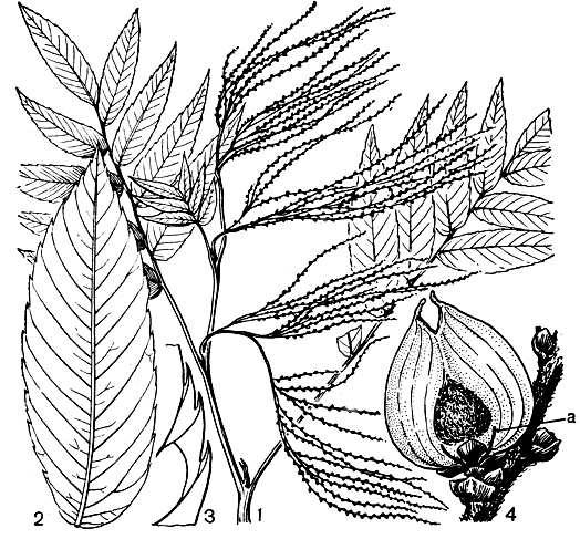 Рис. 175. Роиптелея тысячецветковая (Rhoiptelea chiliantha): 1 - побег с листьями и цветками (в бутонах); 2 - листочек; 3 - фрагмент края листочка; 4 - плод с остающимися частями цветка (а - тычинка)