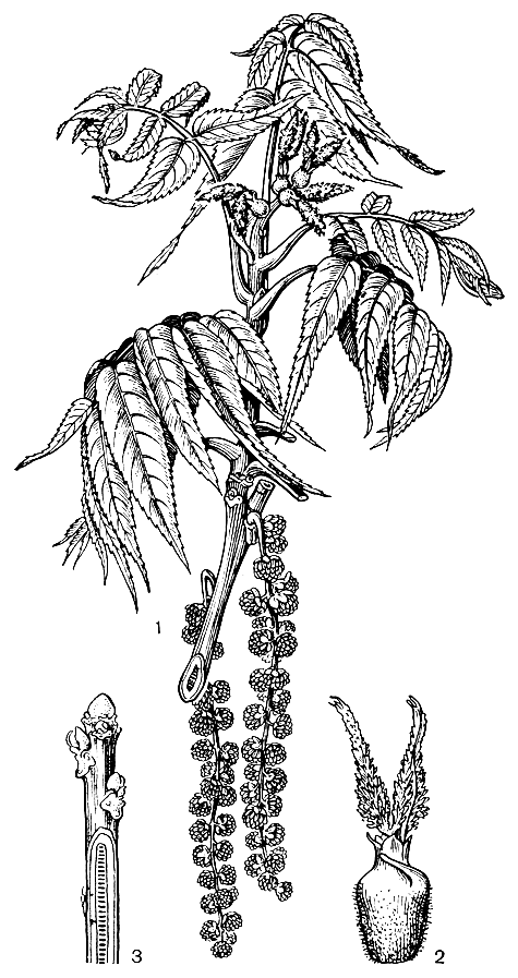 Рис. 177. Орех черный (Juglans nigra): 1 - ветвь с молодыми листьями, женскими цветками (в верхней части) и мужскими соцветиями (в нижней части); 2 - женский цветок; з - молодой побег (на срезанной части показана септированная сердцевина)