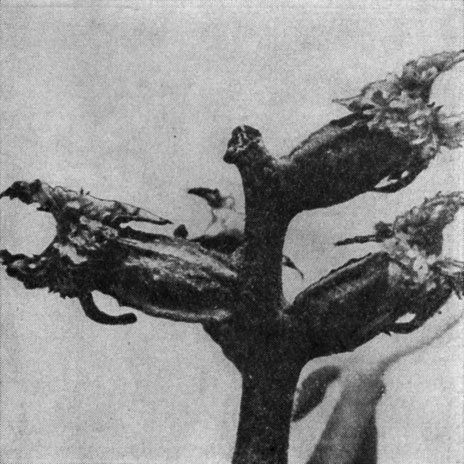 Рис. 178. Женские цветки пекана (Garya illinoensis) в Сухумском ботаническом саду