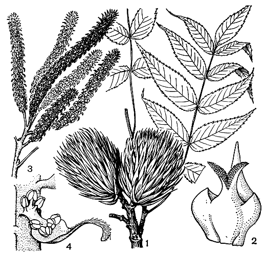 Рис. 180. Платикария шишконосная (Platycarya strobilacea): 1 - часть побега с женскими соцветиями; 2 - женский цветок; 3 - часть побега с мужскими соцветиями; 4 - мужской цветок