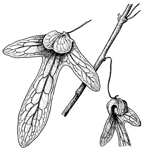 Рис. 182. Часть ветви с плодами ореомуннеи крылоплодной (Oreomunnea pterocarpa)