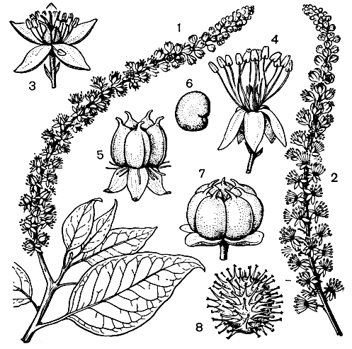 Рис. 183. Лаконосовые. Лаконос двенадцатиты чинков ый (Phytolacca dodecandra): 1 - женское соцветие; 2 - мужское соцветие; 3 - женский цветок; 4 - мужской цветок; 5 - плод; 6 - семя. Лаконос семиты чинков ый (P. heptandra): 7 - плод. Микротея майпурская (Microtea may-purensis): 8 - плод