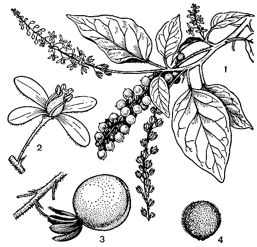 Рис. 184. Ривина низкая (Rivina humilis): 1 - ветвь с цветками и плодами; 2 - цветок; 3 - плод; 4 - семя
