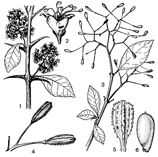 Рис. 185. Никтагиновые. Пизония колючая (Pisonia aculeata): 1 - участок ветки с шипами; 2 - мужской цветок (увел. 4); 3 - ветвь с молодыми плодами; 4 - плоды. Бурхавия диффузная (Boerhavia diffusa): 5 - разросшееся основание чашечки с плодом (увел. 10); 6 - плод (увел. 10)