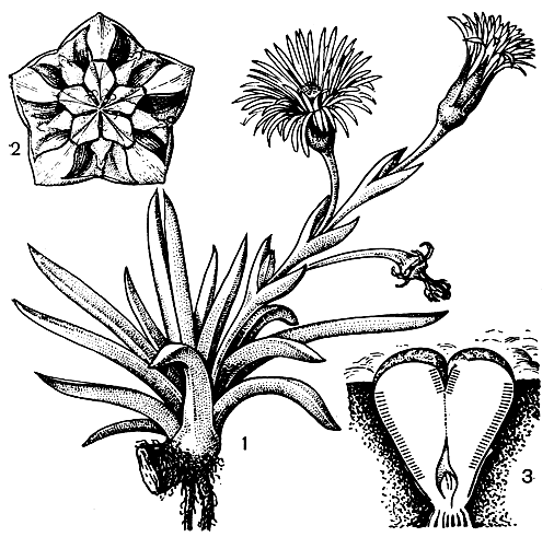 Рис. 186. Аизооновые. Бергерантус стрелконосный (Bergeranthus scapiger): 1 - цветущее растение; 2 - раскрытый плод. Конофитум (Conophytum sp.): 3 - схематический рисунок растения; штрихами показаны участки с хлорофиллоносными клетками