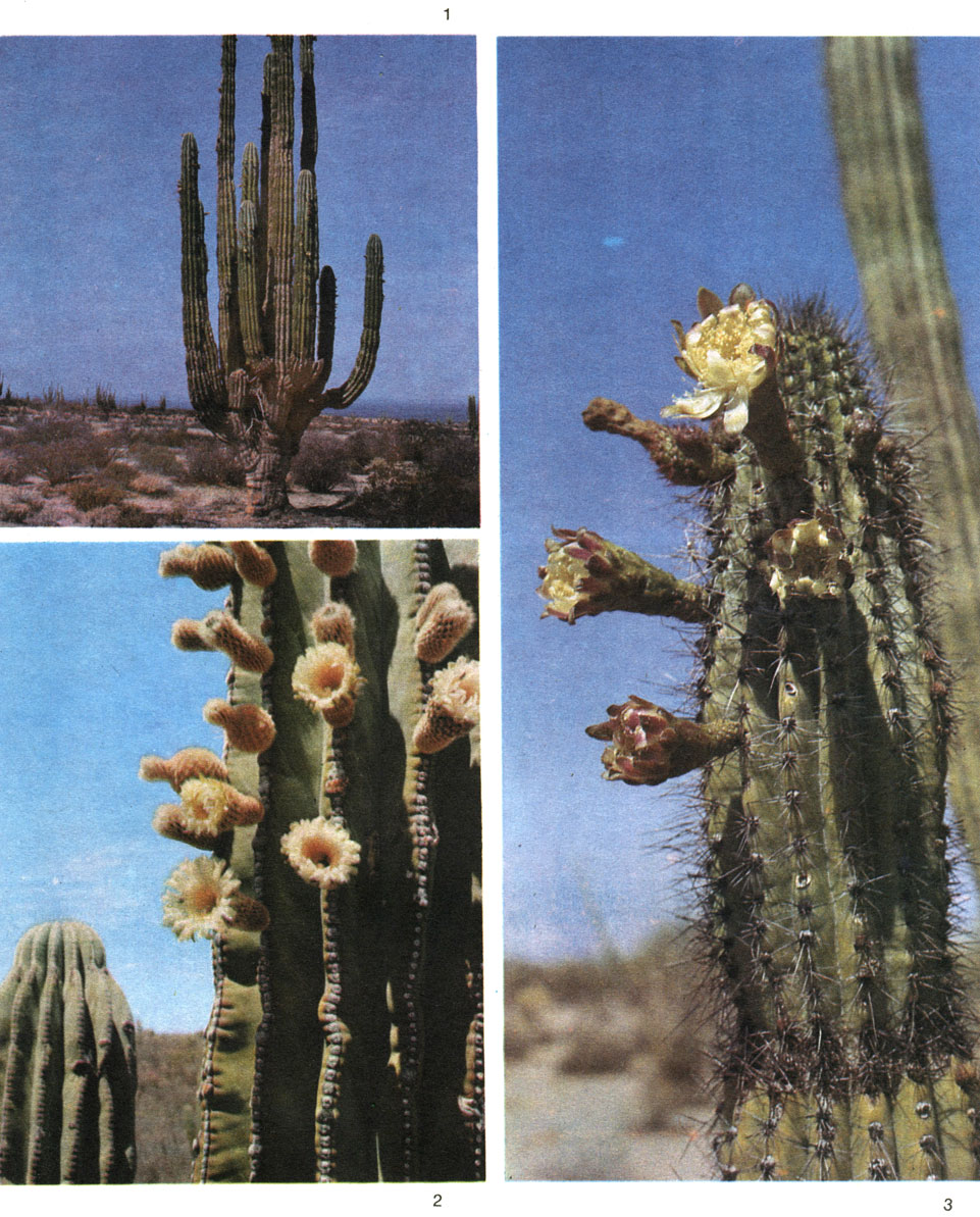 Таблица 53. Кактусовые. Пахицереус Прингла (Pachycereus pringlei) в пустыне Сонора, США: 1 - общий вид; 2 - ветвь с цветками. Лемероцереус Турбера (Lemaireocereus thurberi) в штате Аризона, США: 3 - ветвь с цветками
