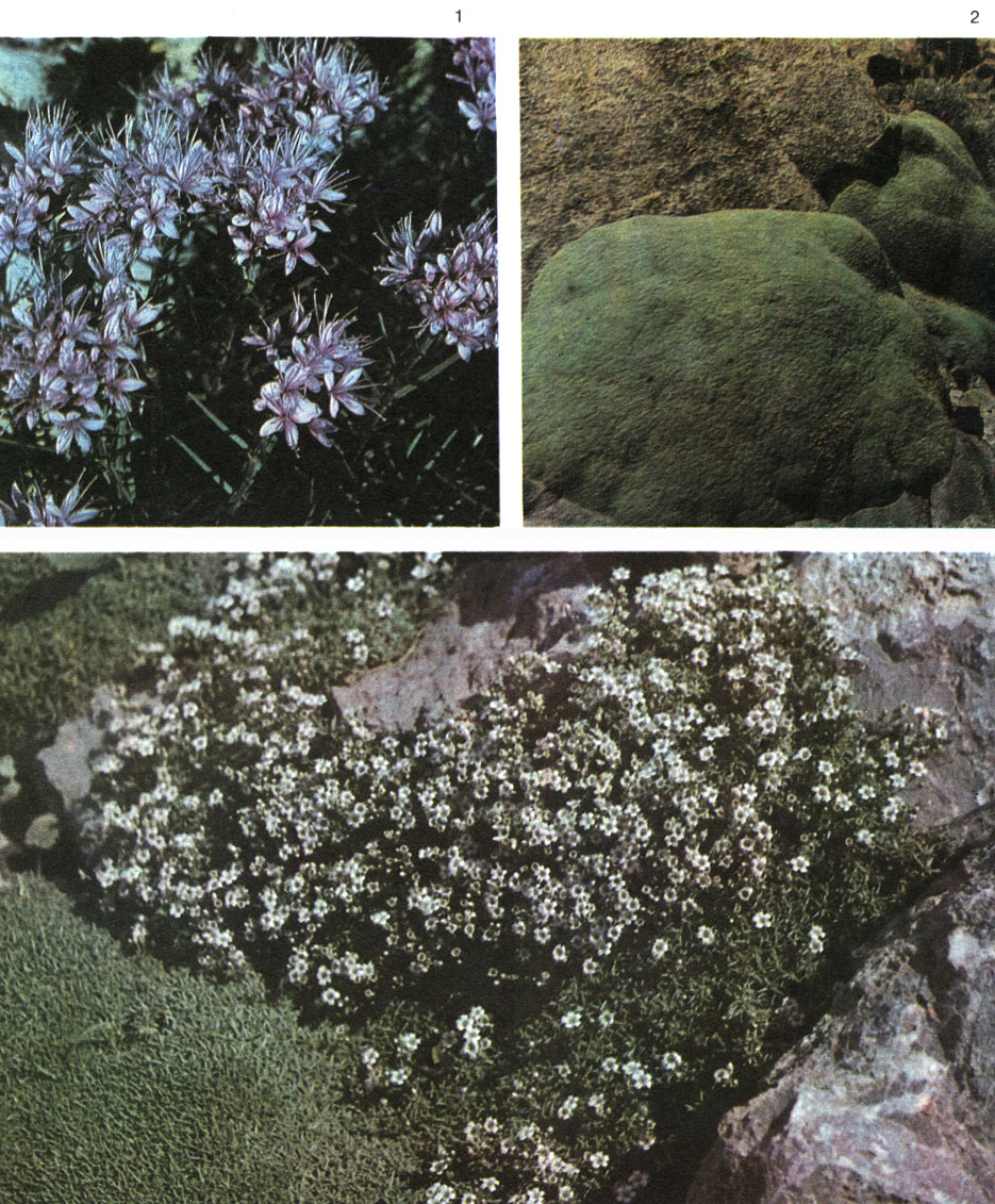 Tаблица 56. Гвоздичные: 1 - колючелистник железисто опушенный (Acanthophyllum adenophorum), Туркмения, Западный Копетдаг; 2 - качим аретиевидный (Gypsophila aretioides), общий вид растения, Копетдаг; 3 - цветки качима аретиевидного