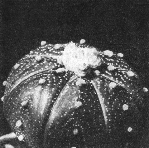Рис. 191. Астрофитум звездчатый (Astrophytum asteria)