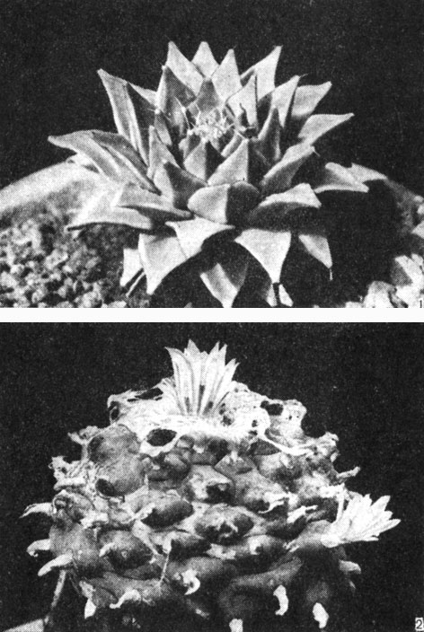 Рис. 192. Кактусовые: 1 - обрегония Де Негри (Obregonia denegrii); 2 - лофофора Уильямса (Lophophora williamsii)