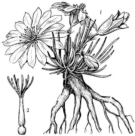 Рис. 193. Льюисия воскресающая (Lewisia rediviva): 1 - цветущее растение; 2 - гинецей