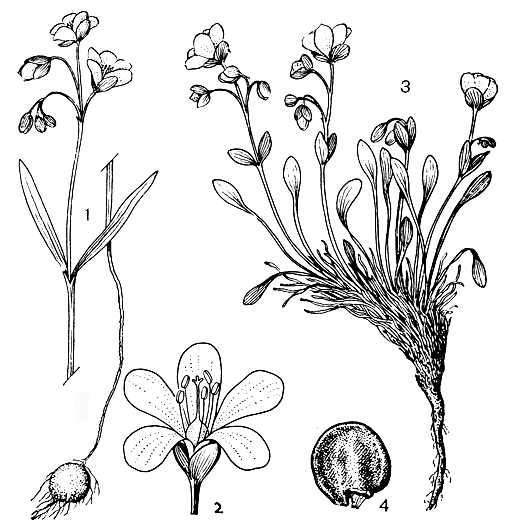 Рис. 194. Портулаковые. Клейтония клубневая (Claytonia tuberosa): 1 - цветущее растение с клубнем; 2 - цветок. Клейтония арктическая (С. arctica): 3 - цветущее растение с корневищем; 4 - семя