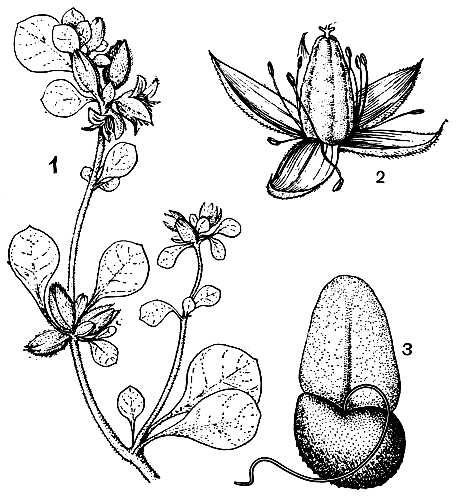 Рис. 198. Глинус лядвенцевидный (Glinus lotoides): 1 - побег с цветками и плодами; 2 - молодой плод; 3 - семя с нитевидными придатками и ариллусом