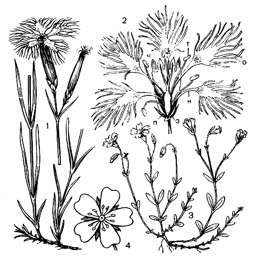 Рис. 199. Гвоздичные. Гвоздика пышная (Dianthus superb us): 1 - общий вид растения; 2 - цветок (п - прицветники, з - завязь с двумя столбиками, ч - чашечка, продольно разрезана и развернута, н - ноготок лепестка, о - отгиб лепестка, т - тычинка). Ясколка альпийская (Cerastium alpinum): 3 - общий вид растения; 4 - цветок
