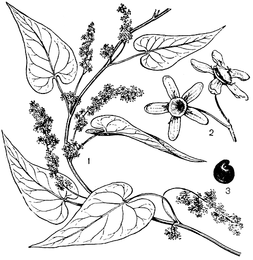 Рис. 203. Габлициятамусовидная (Hablitziatamnoides): 1 - часть цветущего побега; 2 - плоды с околоцветником (один открывшийся с отпавшей крышечкой и выпавшим семенем, другой открывающийся); 3 - семя