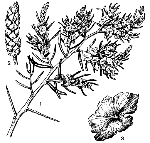 Рис. 204. Саркобатус червелистный (Sarcobatus vermiculatus): 1 - ветвь с плодами и мужскими колосками; 2 - мужской колосок; 3 - плод