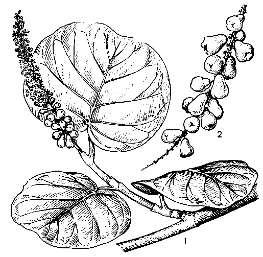 Рис. 207. Кокколоба ягодоносная (Coccoloba uvifera): 1 - побег; 2 - плоды