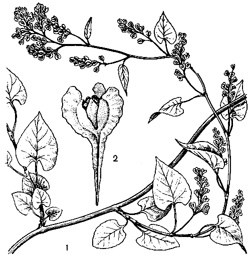 Рис. 208. Горец бальджуанский (Polygonum baldshuanicum): 1 - общий вид растения; 2 - цветок