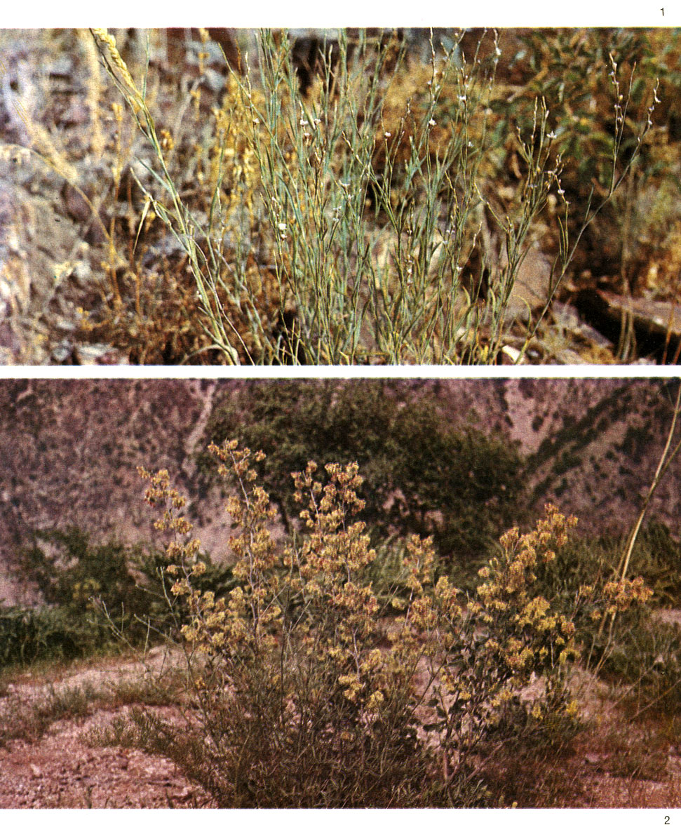 Таблица 60. Гречишные: 1 - горец ожиковидный (Polygonum luzuloides), Армения, Джермук; 2 - курчавка грушелистная (Atraphaxis pyrifolia), Средняя Азия, Кондара