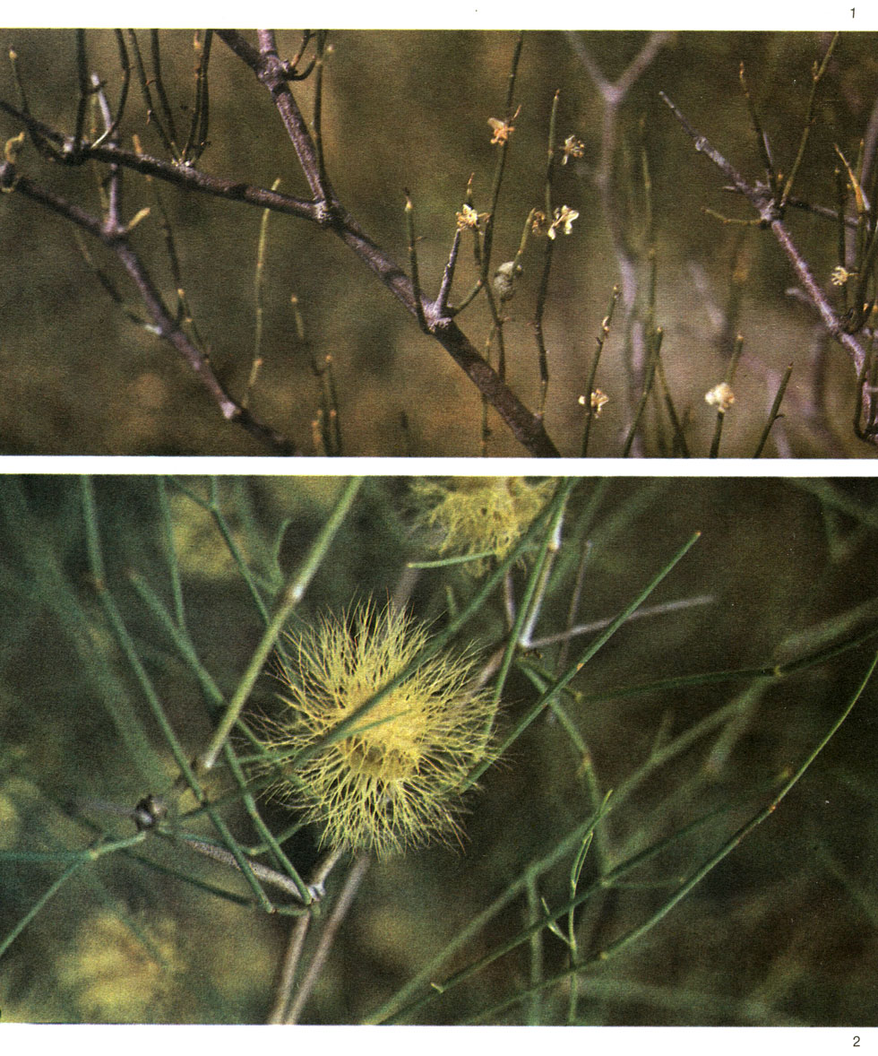 Таблица 62. Джузгун в Средней Азии. Джузгун безлистный (Calligonum aphyllum): 1 - в цветках. Джузгун - голова медузы (С. caputmedusae): 2 - плоды