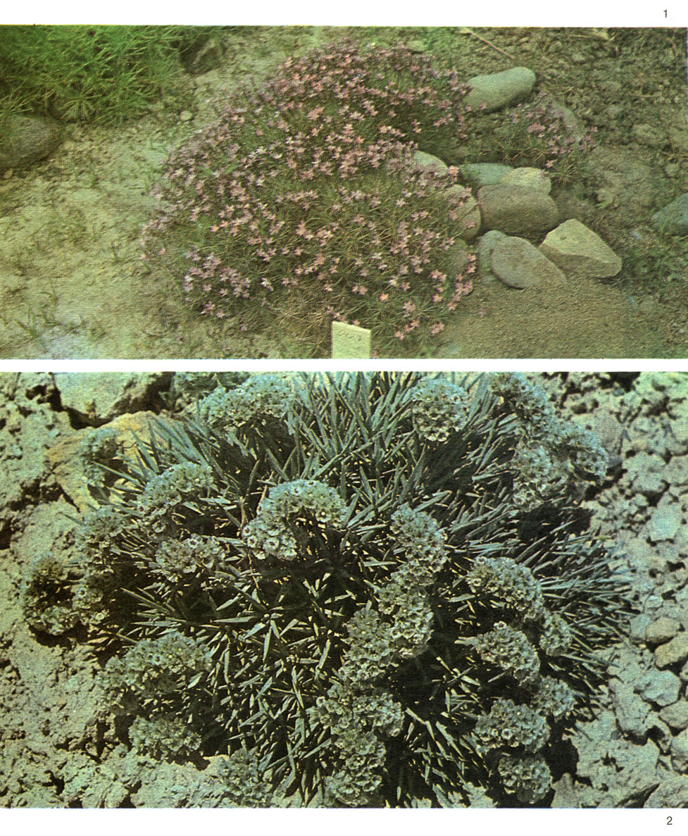 Таблица 63. Плюмбаговые: 1 - акантолимон алатавский (Acantholimon alatavicum), Ташкентский ботанический сад; 2 - акантолимон крылоприцветниковый (A. pterostegium), Туркмения, Западный Копетдаг