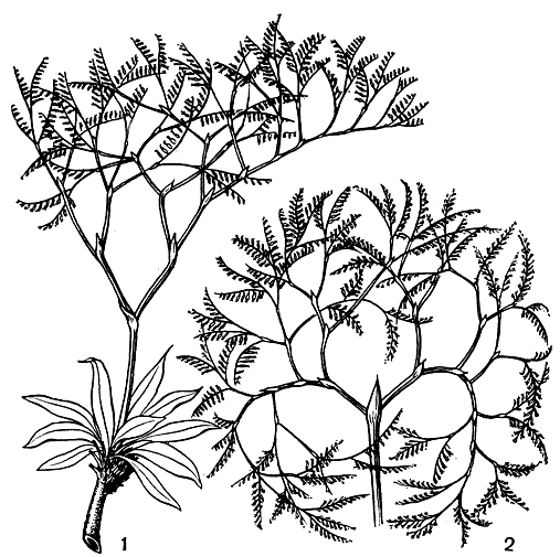 Рис. 209. Гониолимон татарский (Goniolimon tataricum): 1 - растение во время цветения; 2 - растение в плодах