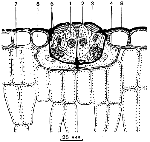 Рис. 213. Солевая желёзка листа кермека Гмелина (Limonium gmelinii) на поперечном срезе: 1 - секреторная клетка; 2 - пора в кутикуле; 3 - побочная клетка; 4 - собирательная клетка; 5 - клетка эпидермы; 6 - бокальчатая клетка; 7 - мезофилл; 8 - кутикула