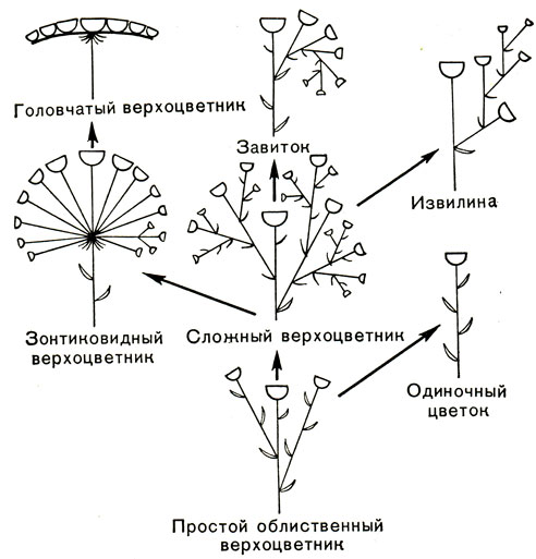 Рис. 21. Схема эволюции верхоцветных соцветий