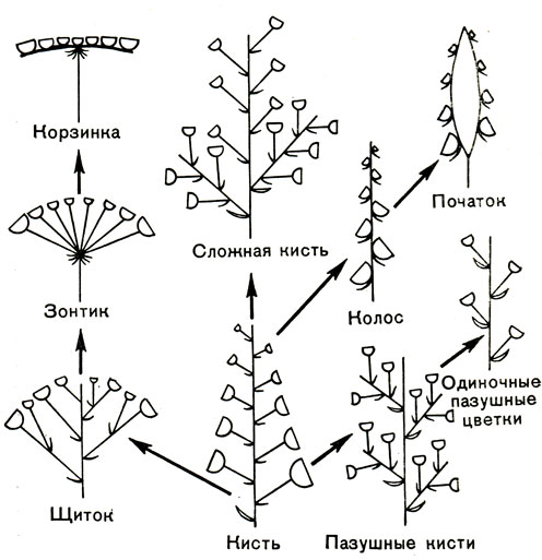 Рис. 22. Схема эволюции бокоцветных соцветий