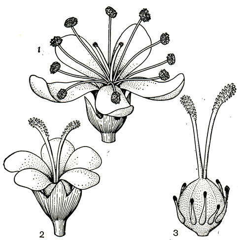 Рис. 29. Цветки переходного типа у качима высочайшего (Gypsophila altissima): 1 - морфологически обоеполый, но функционально мужской цветок (не образующий плодов); 2 - морфологически обоеполый, но функционально женский цветок; 3 - он же, без околоцветника (видны редуцированные тычинки)