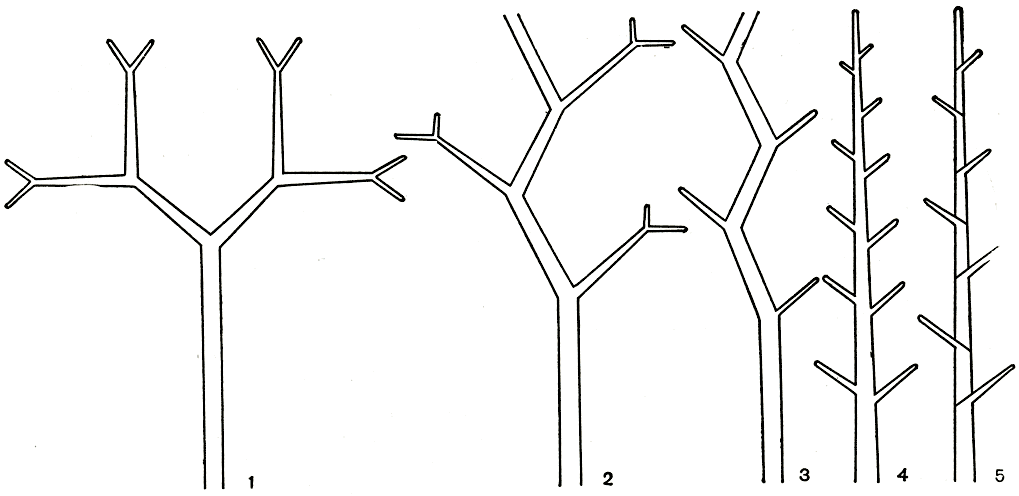 Рис. 3. Схема эволюции ветвления спорофитов высших растений: 1 - равная дихотомия (изотомия); 2 - неравная дихотомия (анизотомия); 3 - дихоподий; 4 - моноподий; 5 - симподий