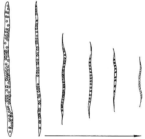 Рис. 9. Изменения структуры ксилемных волокон в ходе эволюции. Изменения состоят в сокращении длины волокон, в уменьшении размеров окаймления и отверстий пор