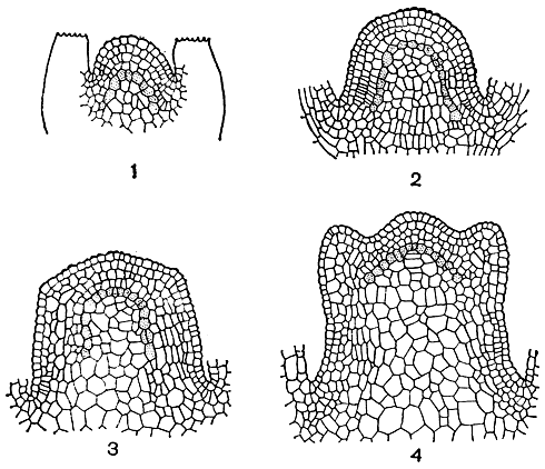 Рис. 10. Верхушечные меристемы побега на примере зверобоя уральского (Hypericum uralum): 1 - заложение пары листьев; 2 и 3 - постепенное увеличение и изменение формы верхушки побега; 4 - заложение следующей пары листьев