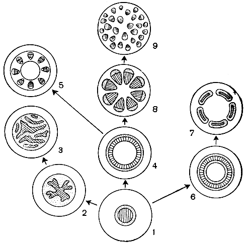 Рис. 13. Схема эволюции стелы: 1 - протостела; 2 - актиностела; 3 - плектостела; 4 - эктофлойная сифоностела; 5 - артростела; б - амфифлойная сифоностела; 7 - диктиостела; 8 - эвстела; 9 - атактостела