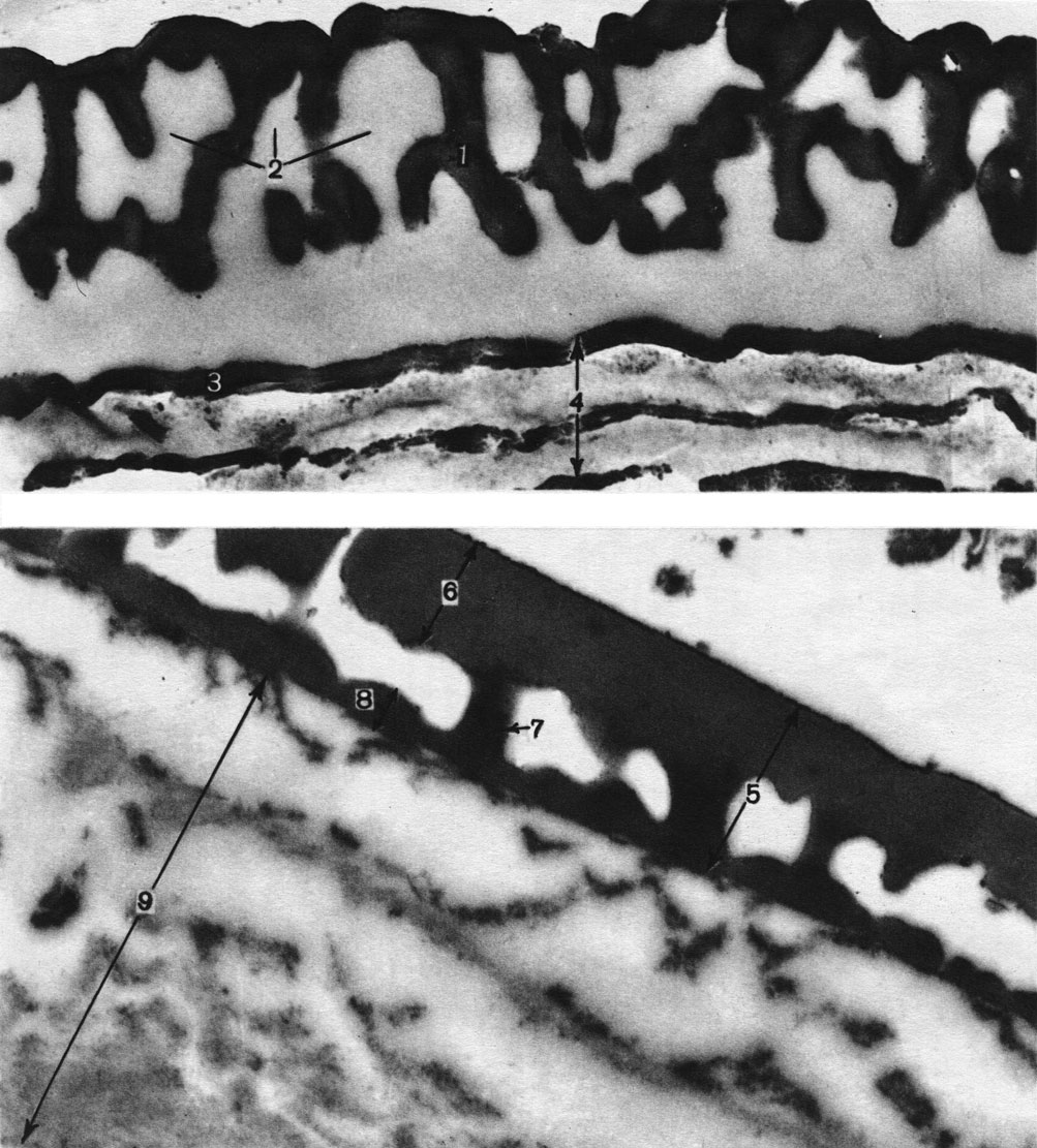 Таблица 3. Спородерма под сканирующим электронным микроскопом (увел, около 20 000): вверху - у сосны черной (Pinus nigra) из голосеменных (1 - ячеистая эктэкзина, 2 - ячеи, 3 - ламелла, 4 - ламеллярная эндэкзина); внизу - у каликантуса фертильного (Calycanthus fertilis) из цветковых (5 - столбиковая эктэкзина, 6 - покров, 7 - столбик, 8 - подстилающий слой, 9 - интина)