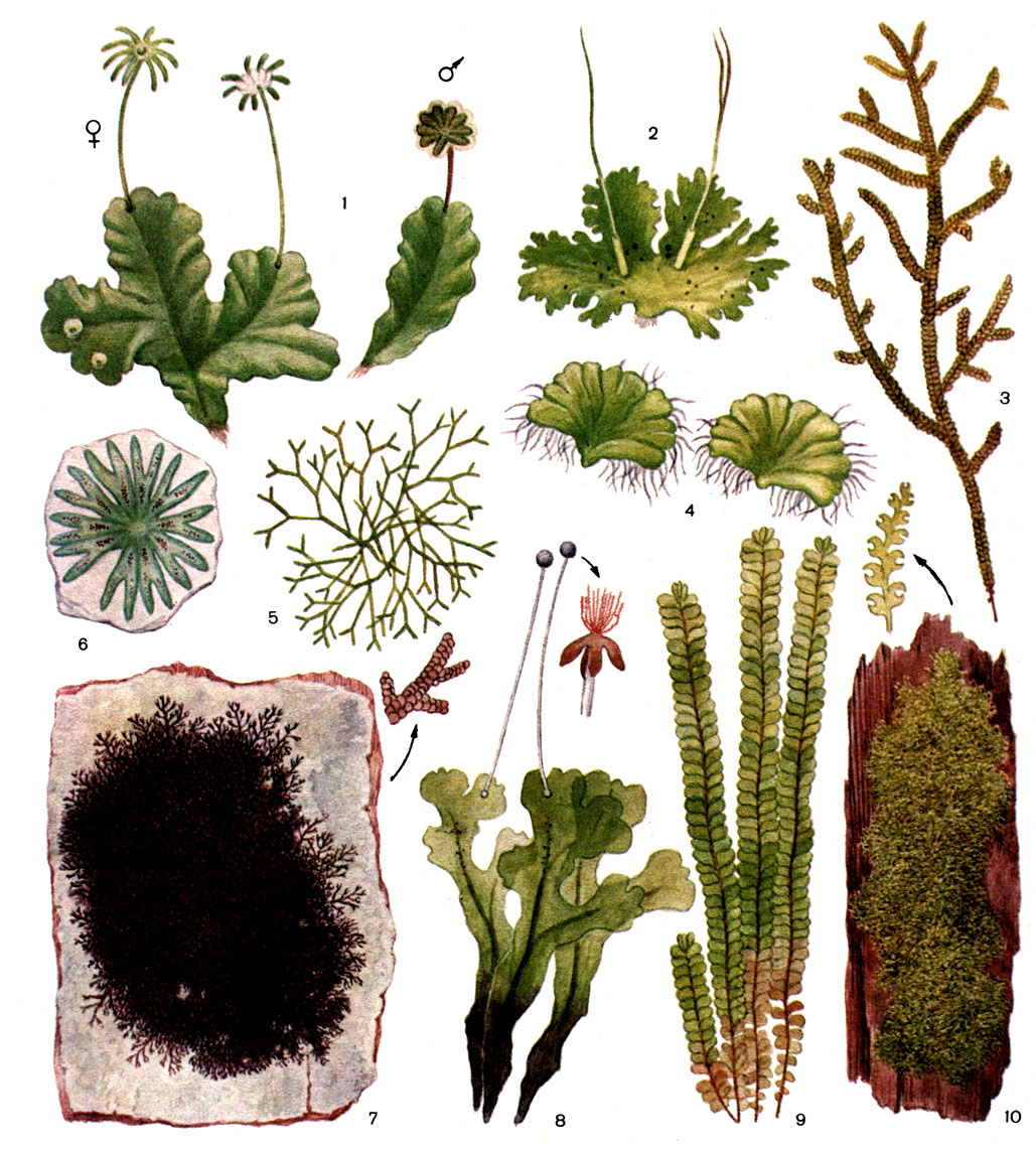 Таблица 4. Печеночники и антоцеротовые: 1 - маршанция многообразная (Marchantia polymorpha); 2 - антоцерос точечный (Anthoceros punctatus); 3 - порелла гладкая (Porella laevigata); 4 - риччиокарпус плавающий (Ricciocarpus natans); 5 - риччия водная (Riccia fluitans); 6 - риччия Фроста (R. frostii); 7 - фруллания расширенная (Frullania dilatata); 8 - пеллия эпифилльная (Pellia epiphylla); 9 - плагиохила асплениевидная (Plagiochila asplenioides); 10 - цефалозия (Cephalozia sp.)